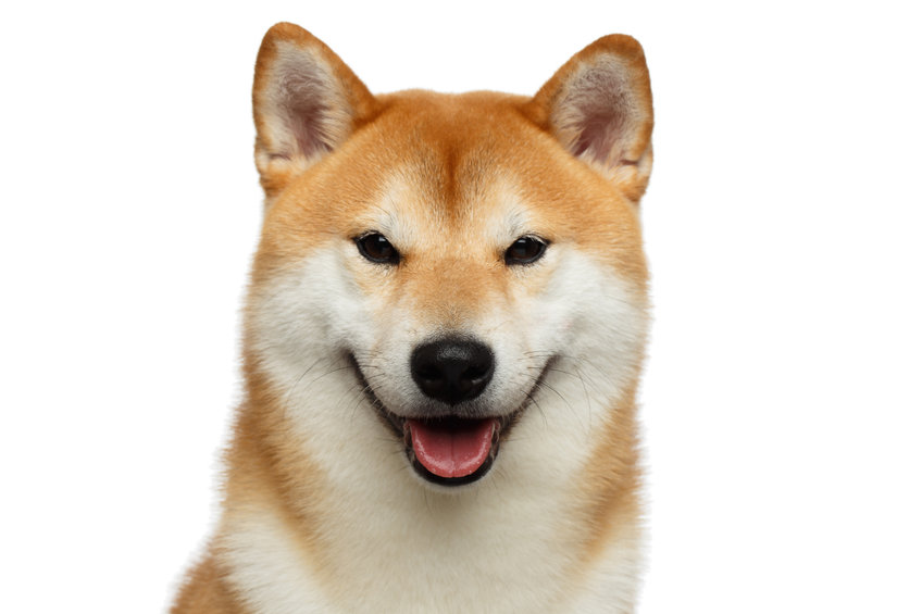 Floki Inu rallies on Huobi listing: here’s where to buy Floki Inu